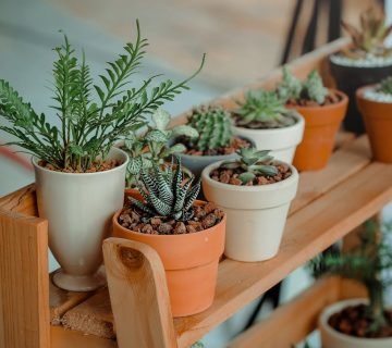 HPS of LED kweeklamp