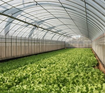 Wat wordt bedoeld met de tuinkas witten